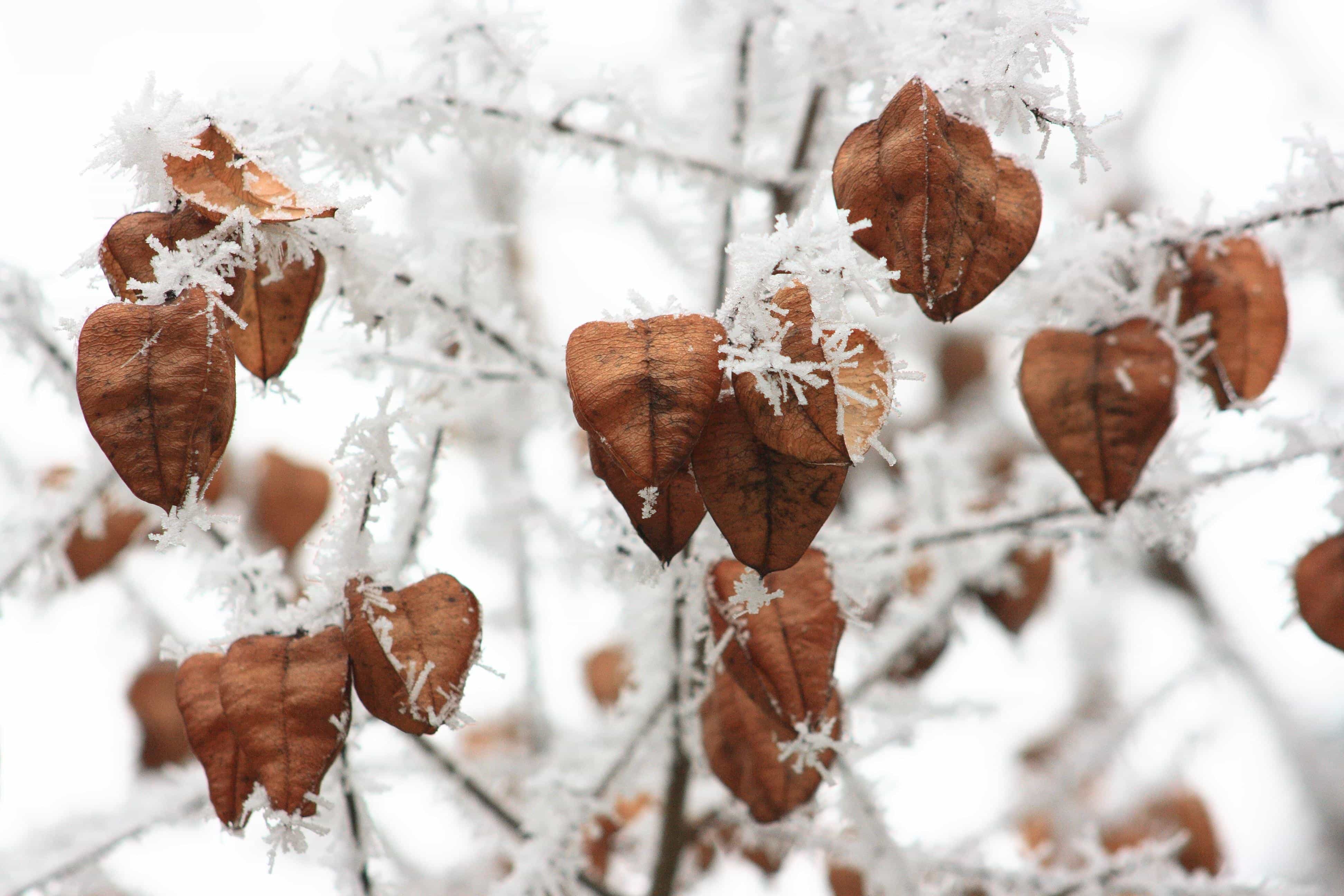 Dried brown seedpods on icy limbs, evoking the possibility of new life even in the middle of winter.