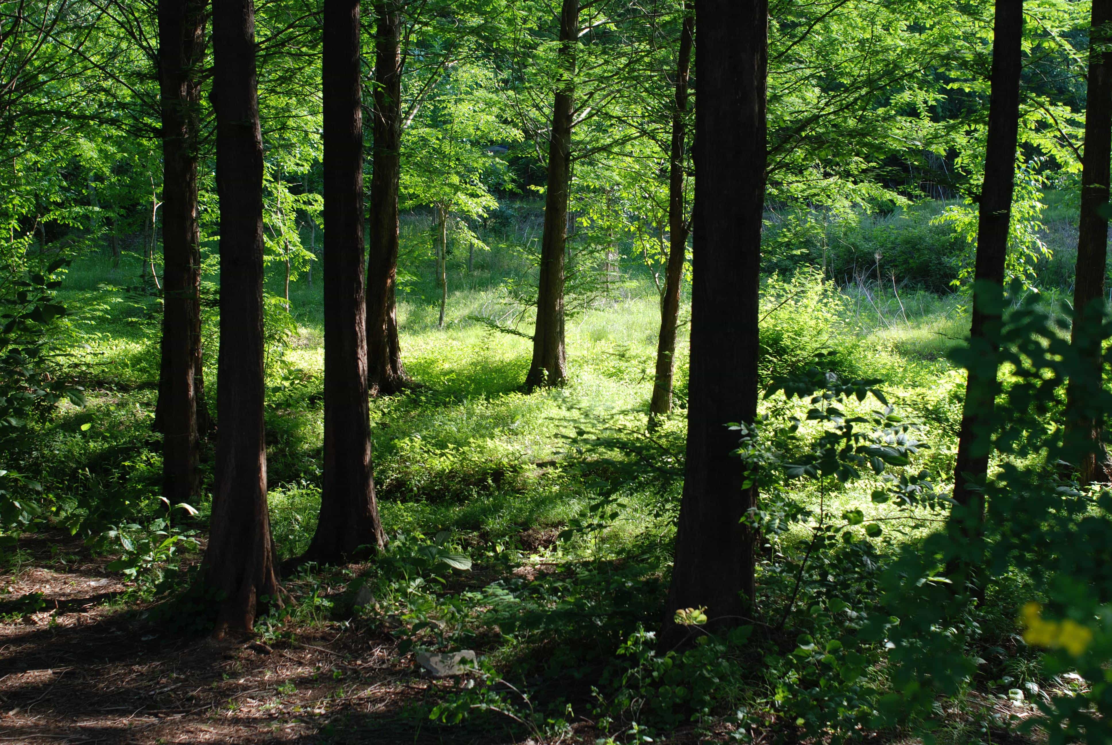 A green, shadowed forest, sunlit from the right.