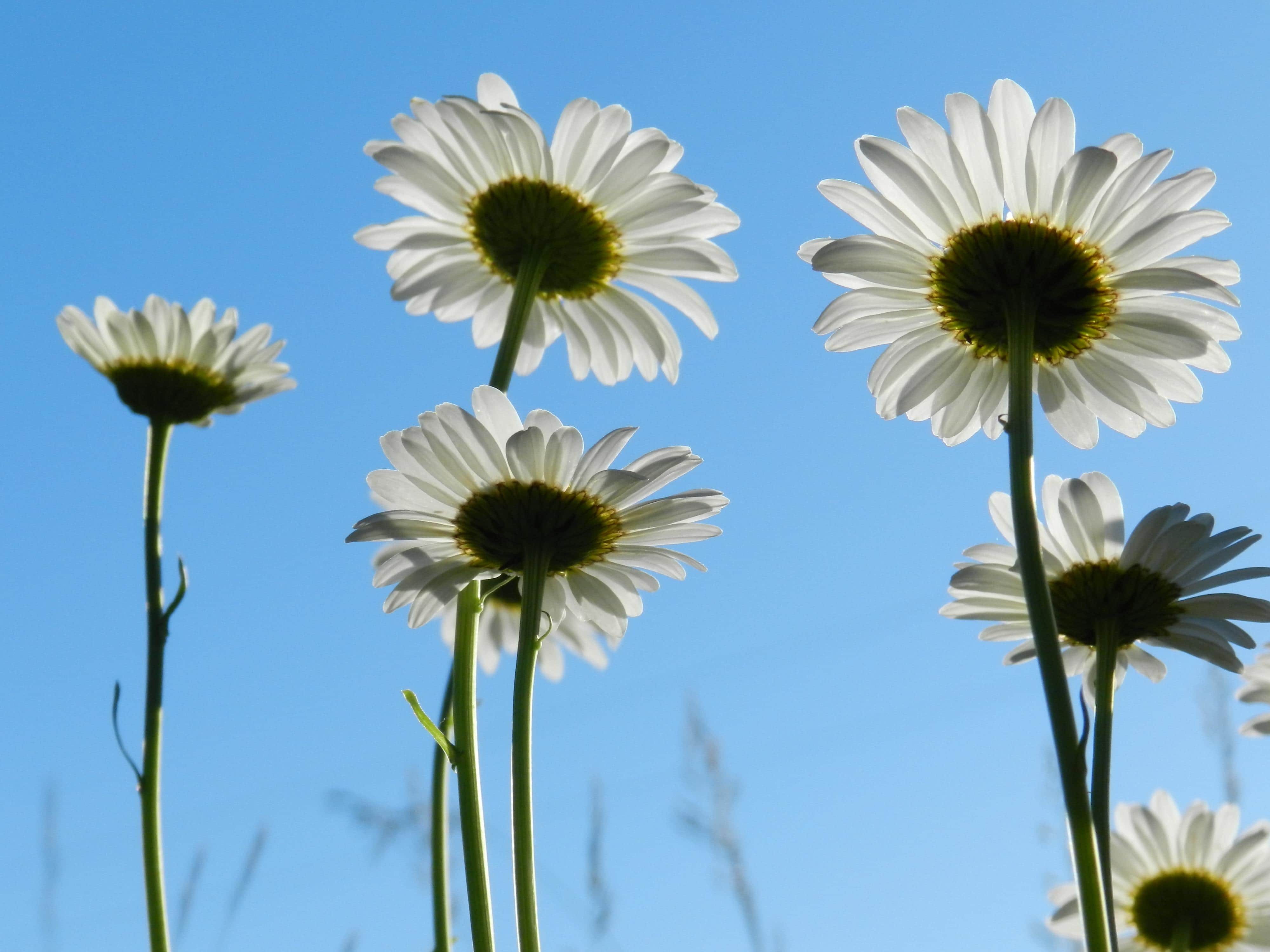 White daisies against a bright blue sky
