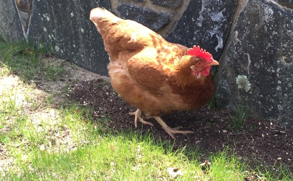 A photograph of a brown chicken by the side of the road standing in the grass by a stone retaining wall