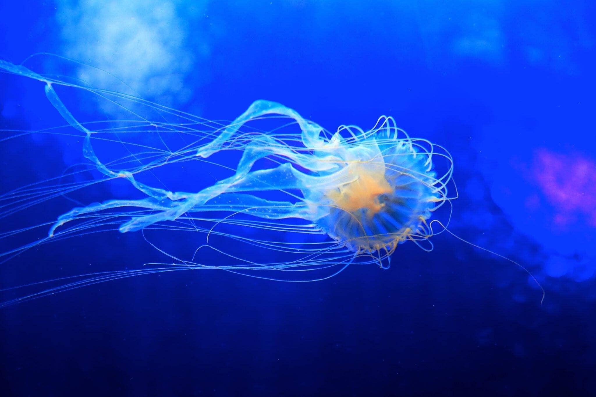 Golden jellyfish swimming on a bright blue background