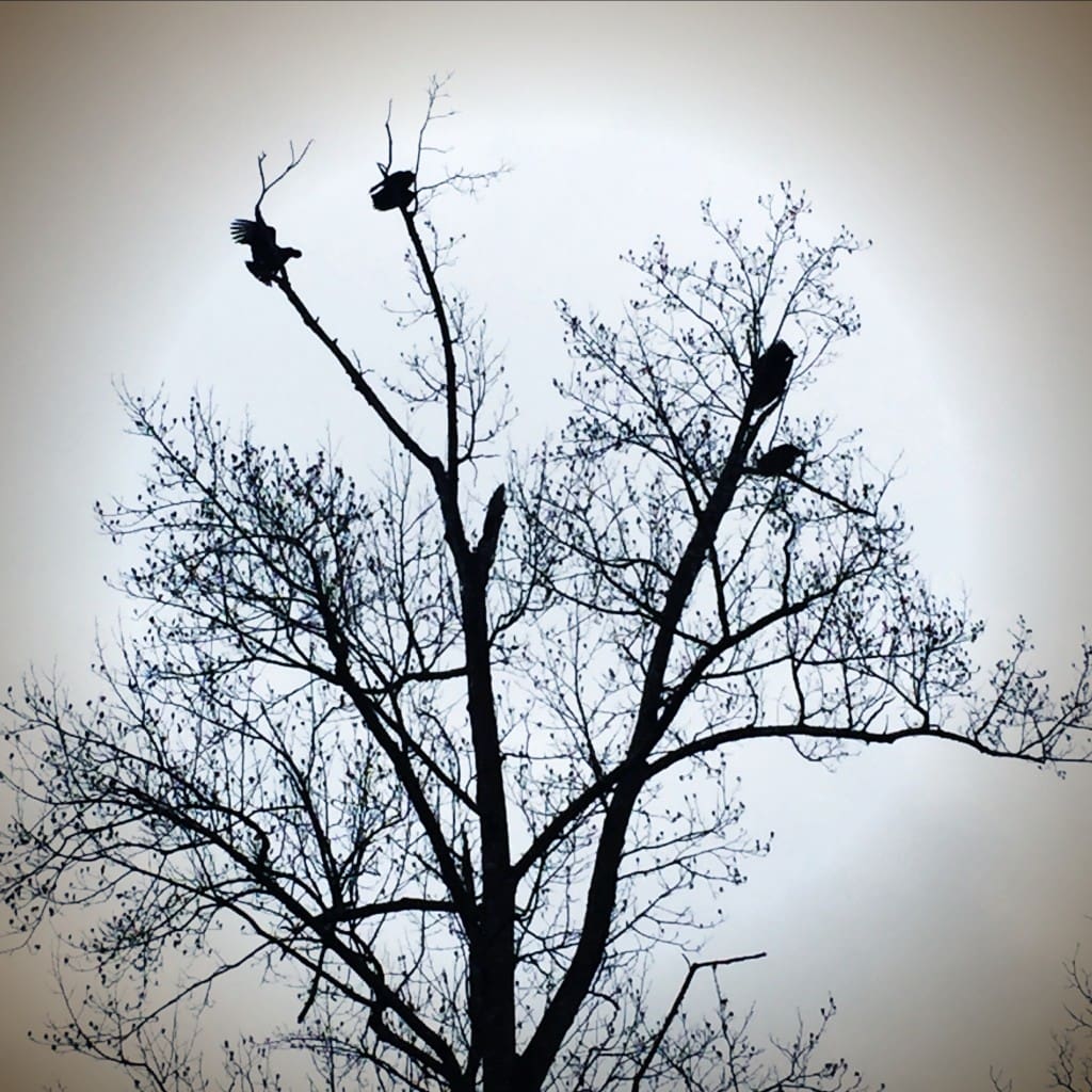 Turkey Vultures