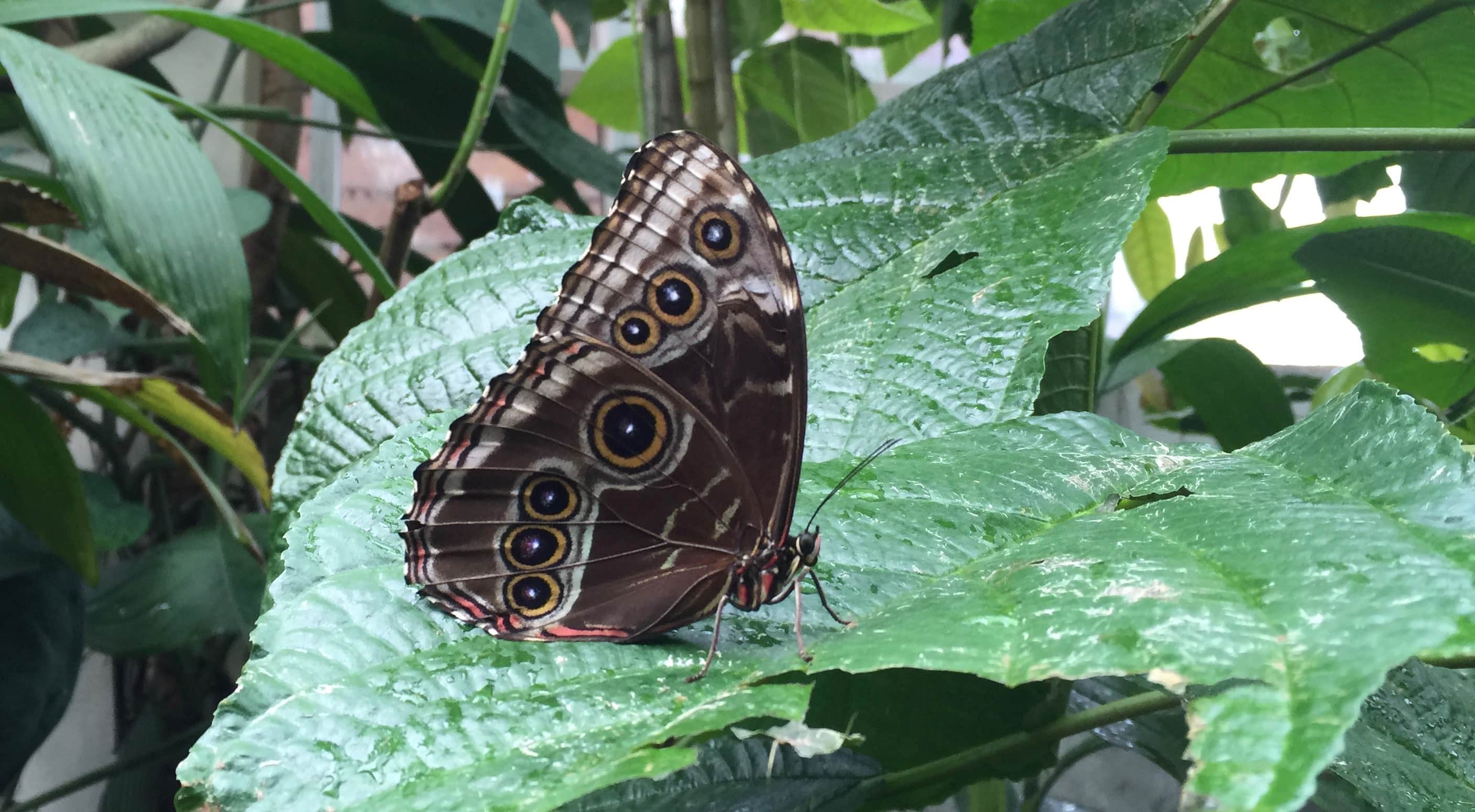A photograph of a large brown moth on a large green leaf. The moth's wing has seven large dots on it that look like eyes. This moth, like many people with disabilities, is a master of disguise.