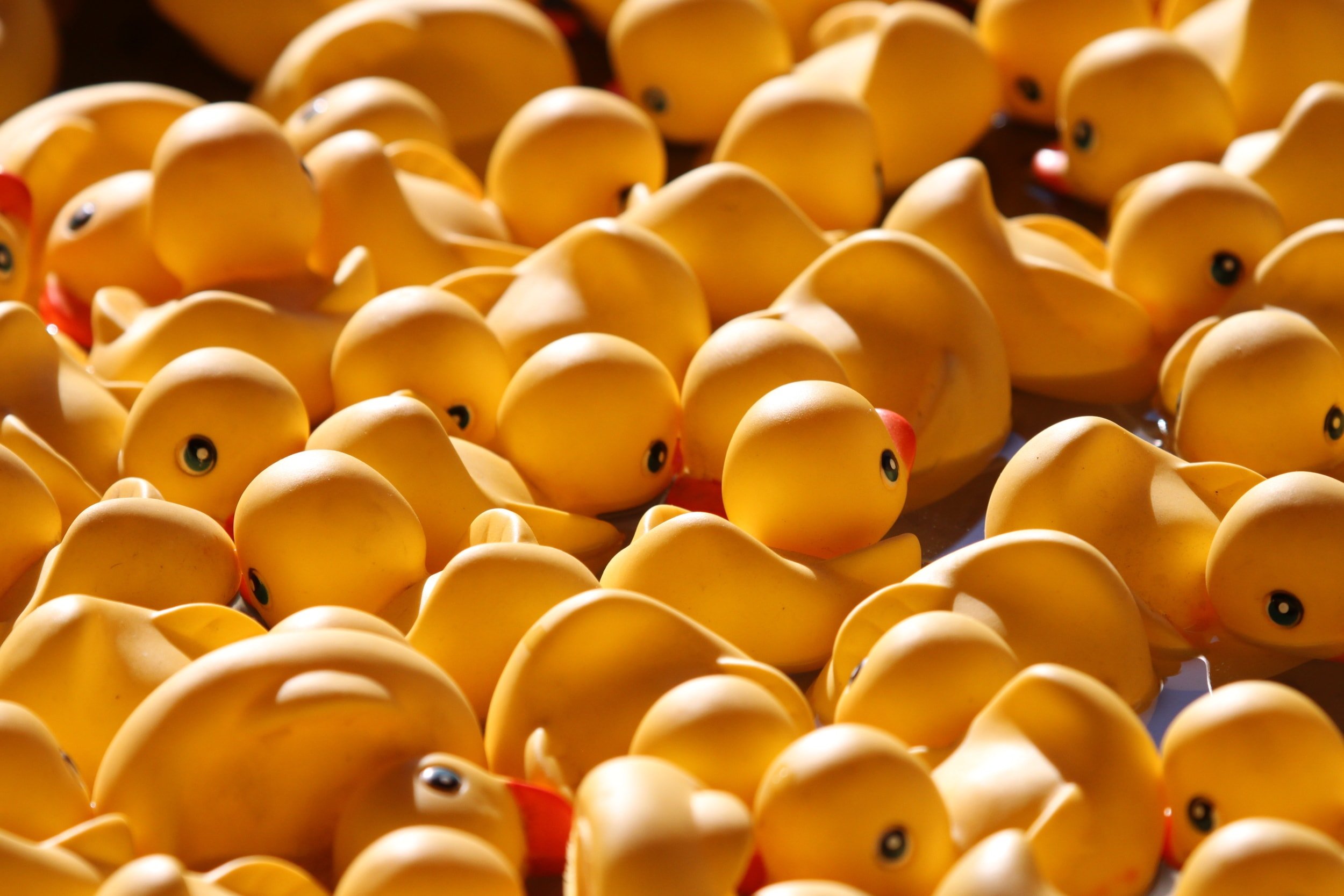Alt text: A photograph of an immense amount of yellow rubber duckies.