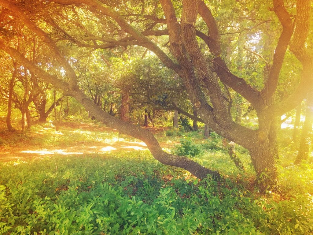 Live Oak