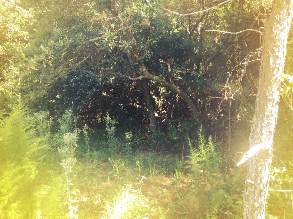 Seaside Forest 2