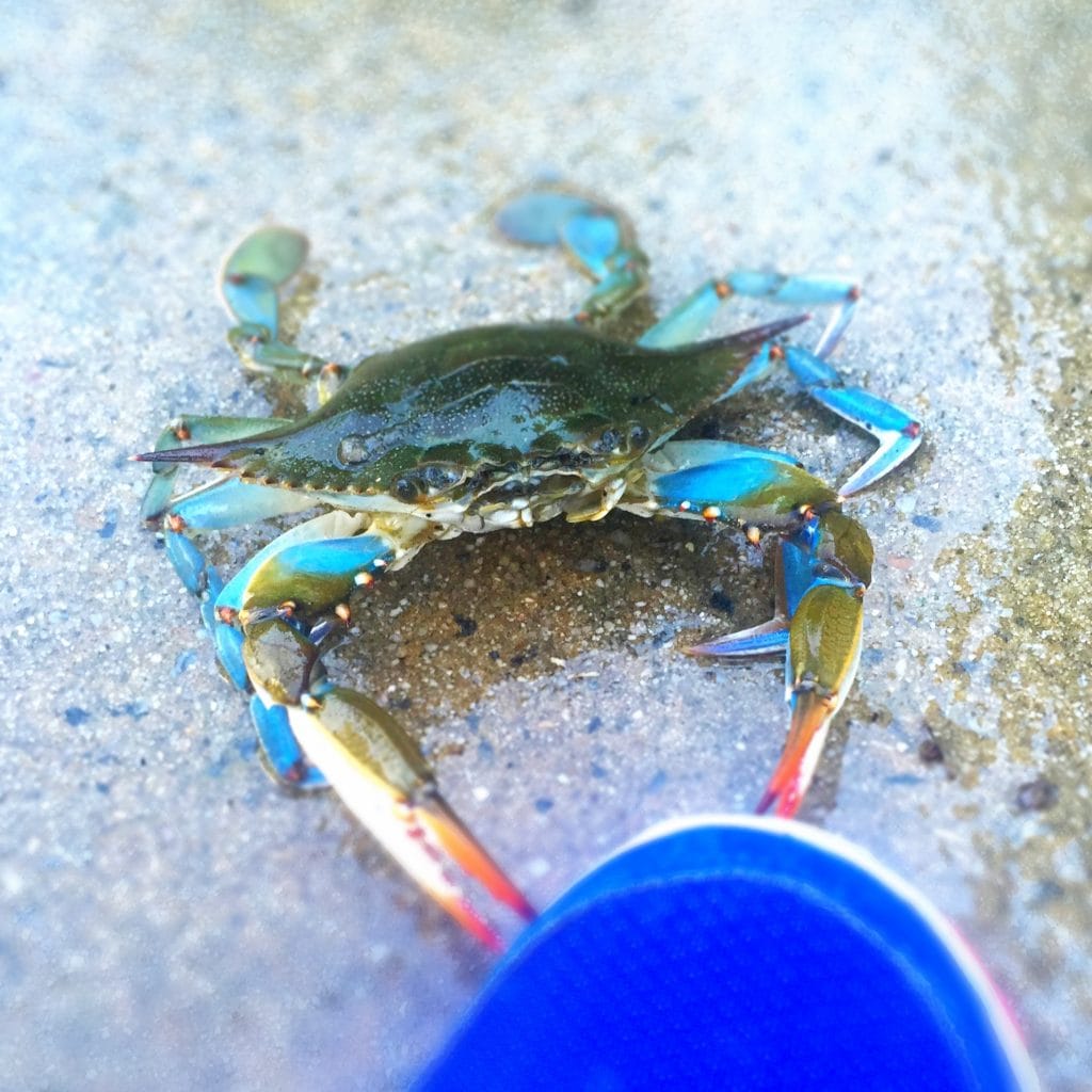 Crab