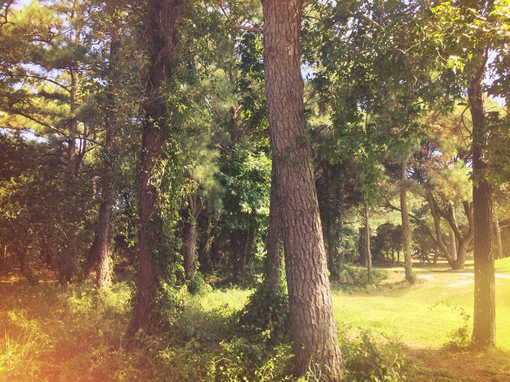 Seaside Forest 1