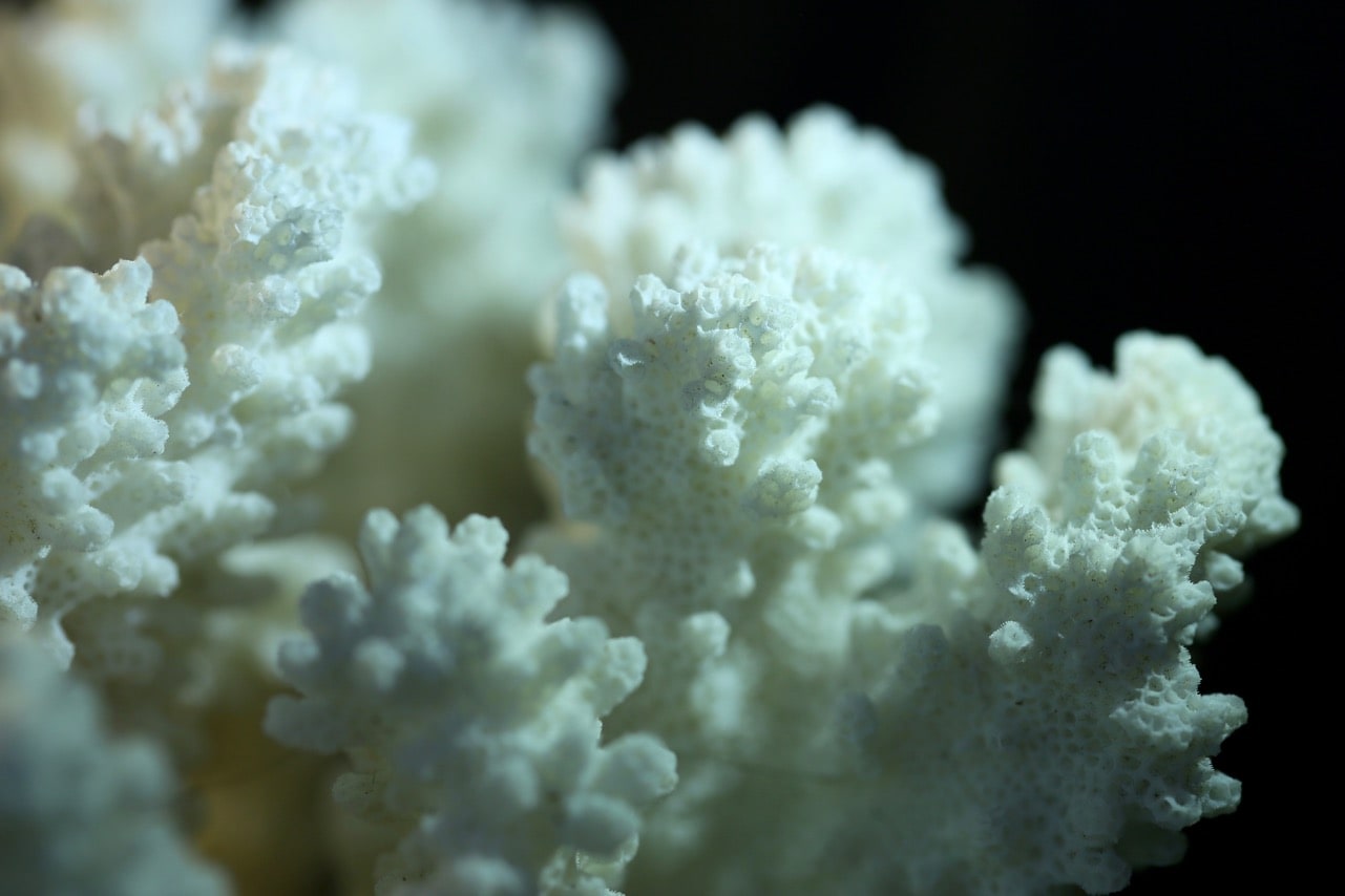 Alt Text: Photograph of white coral against a dark background. Photograph by Laura Collins Britton.