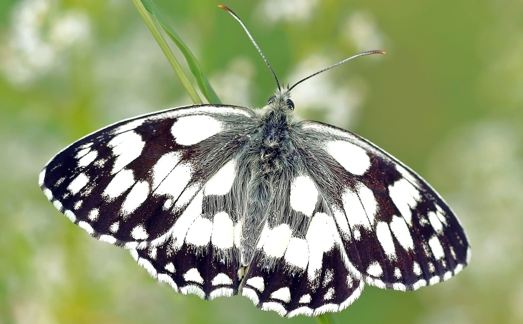 Alt Text: A photograph of a black and white moth or a butterfly I don't know which and someone will correct me. via Pixabay