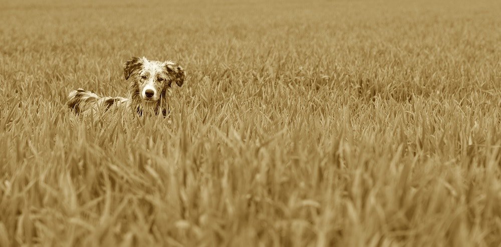 Image Alt Text: Sepia toned photograph of a small dog in a grassy field.